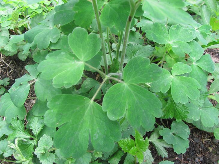 Aquilegia vulgaris? - no, cultivar di Aquilegia sp.